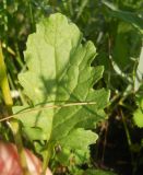 Senecio jacobaea. Прикорневой лист. Новосибирская обл., Искитимский р-н, пгт Линёво. 27 июня 2011 г.