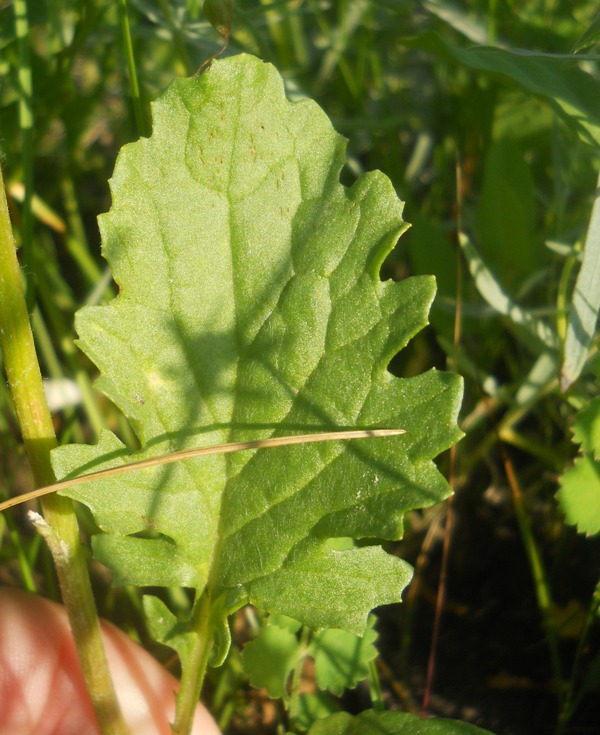 Image of Senecio jacobaea specimen.