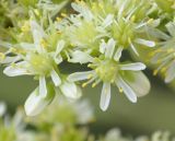 Sedum sediforme