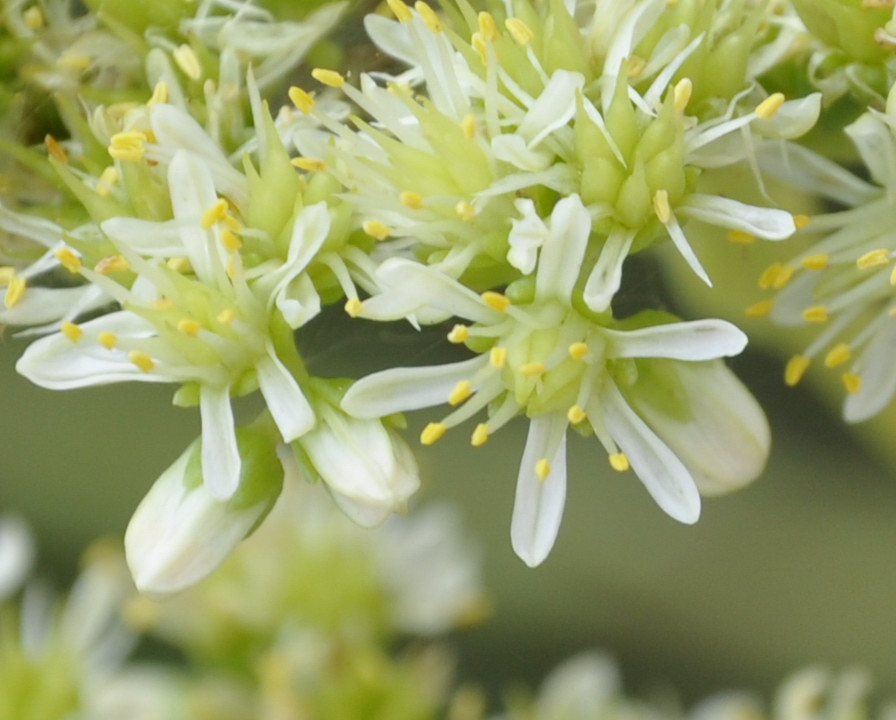 Image of Sedum sediforme specimen.