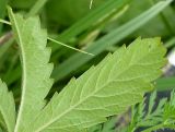 Potentilla reptans. Часть листа (нижняя сторона). Ростовская обл., дельта Дона, Подазовье, окр. хутора Узяк. 12 июня 2011 г.