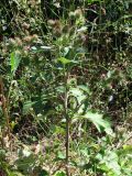 Arctium minus