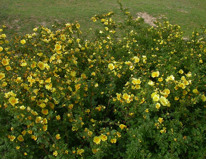 Image of Rosa platyacantha specimen.