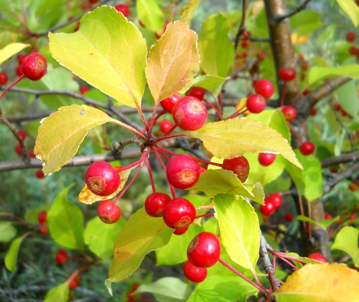 Изображение особи Malus baccata.