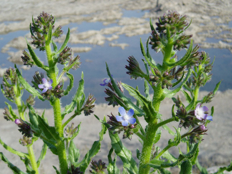 Image of Anchusa azurea specimen.