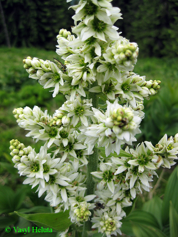 Image of Veratrum album specimen.