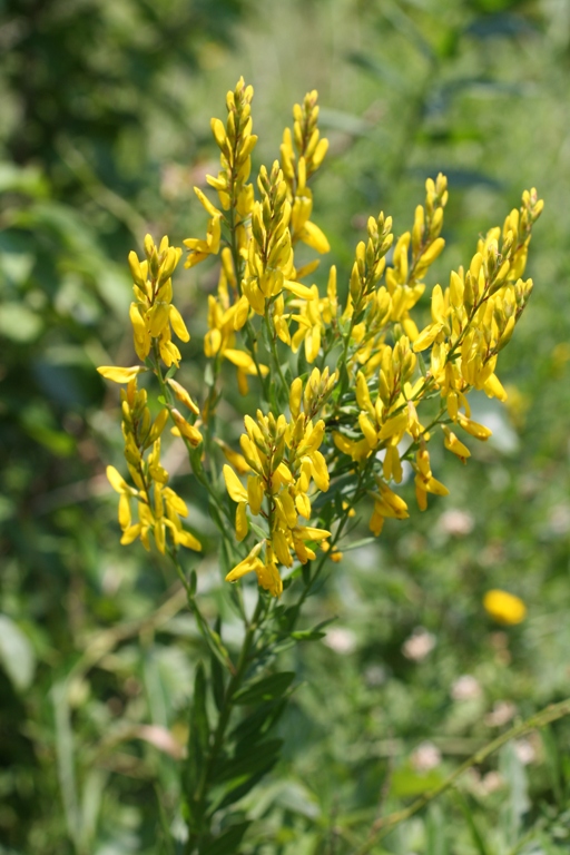 Image of Genista patula specimen.