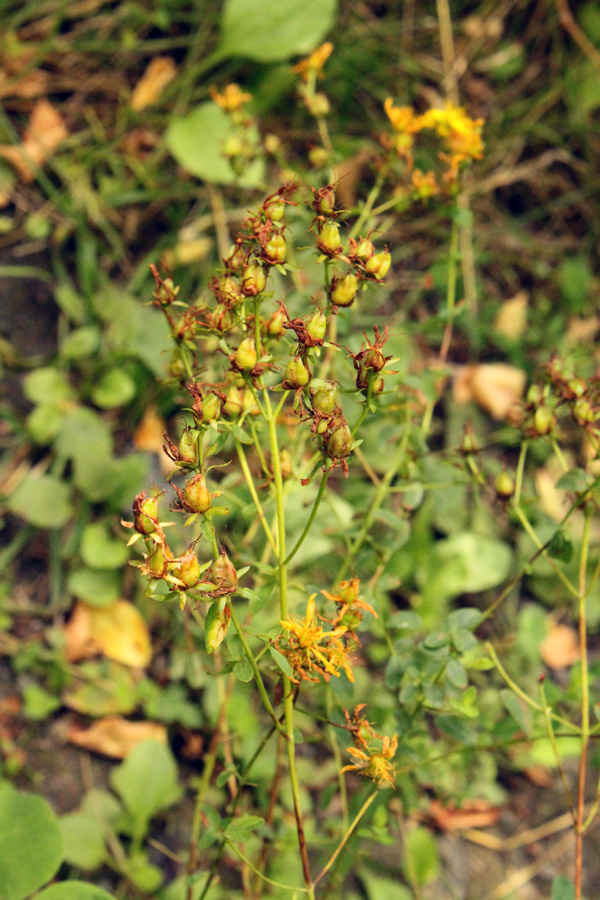 Изображение особи Hypericum perforatum.