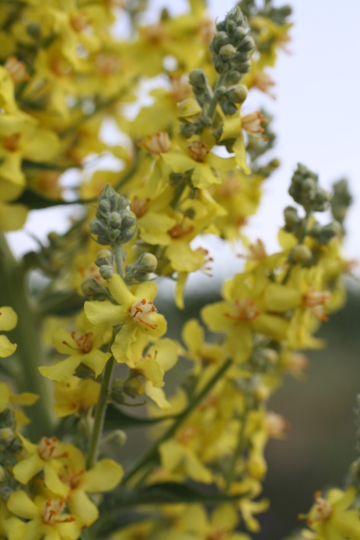 Изображение особи Verbascum lychnitis.