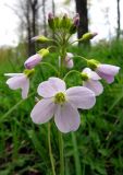 Cardamine pratensis