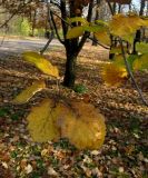 Sorbus &times; latifolia