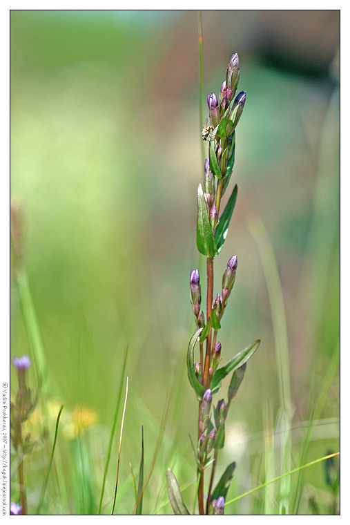 Изображение особи Gentianella amarella.