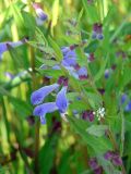 Scutellaria galericulata