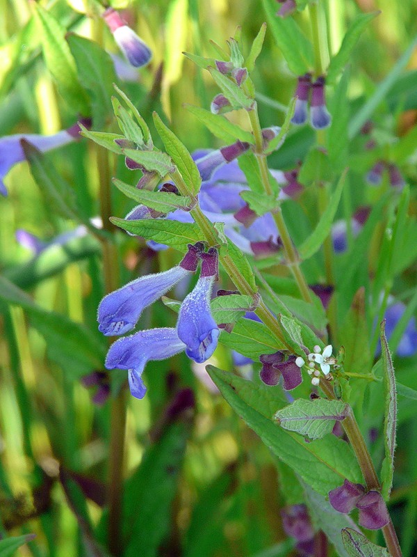 Изображение особи Scutellaria galericulata.