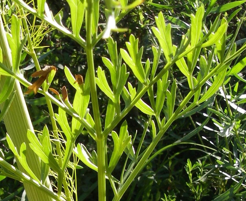 Image of Ferula akitschkensis specimen.