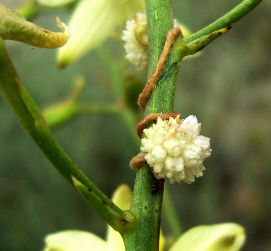 Image of Cuscuta planiflora specimen.