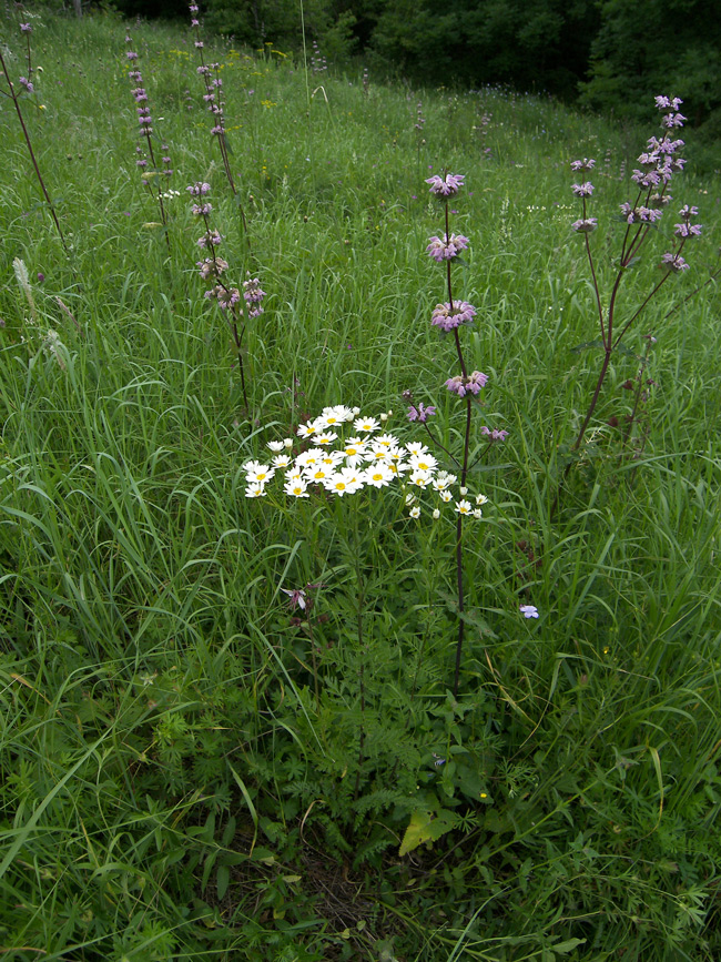 Изображение особи Pyrethrum corymbosum.