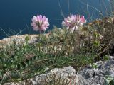 Securigera varia. Цветущее растение. Крым, Севастополь, высоты Кая-Баш. 10 мая 2012 г.