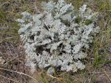 Artemisia schrenkiana