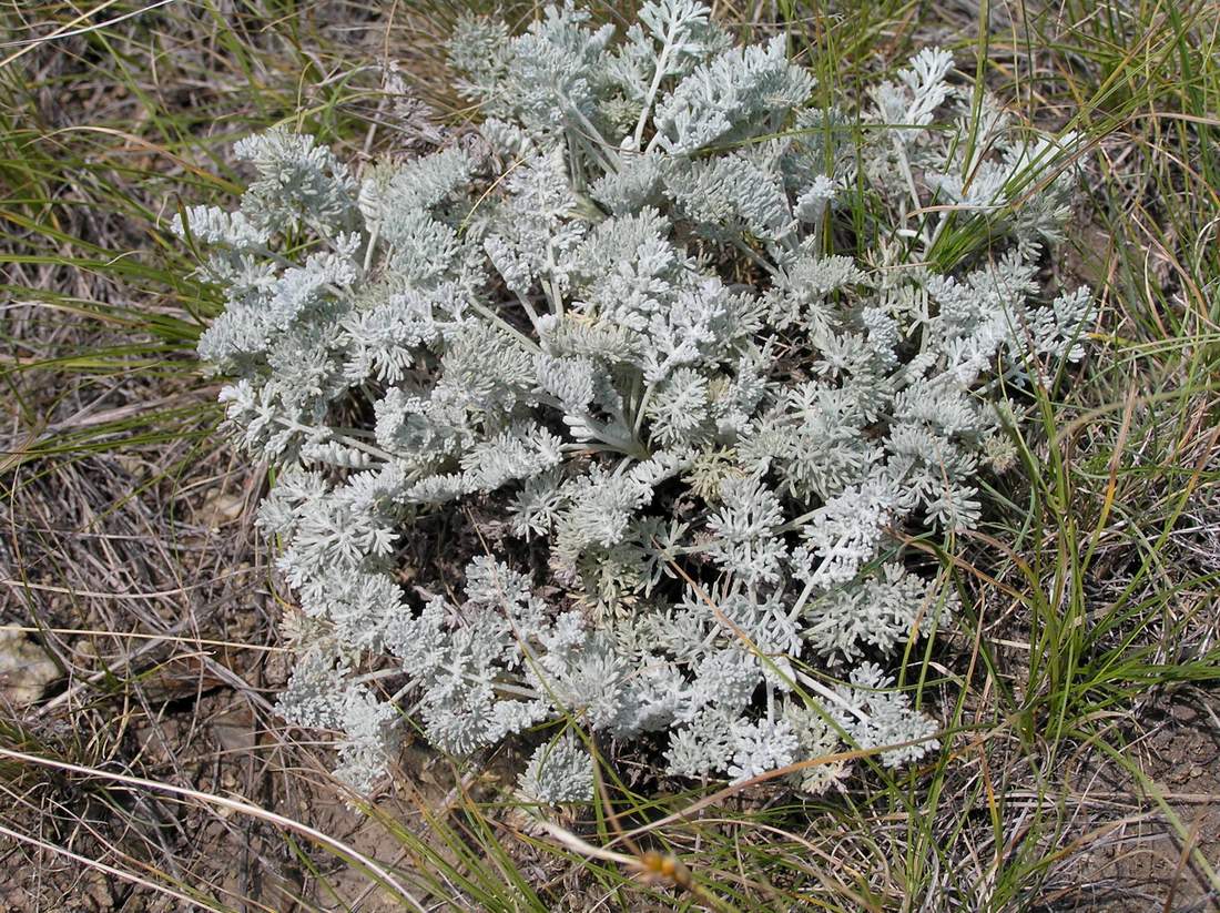 Image of Artemisia schrenkiana specimen.