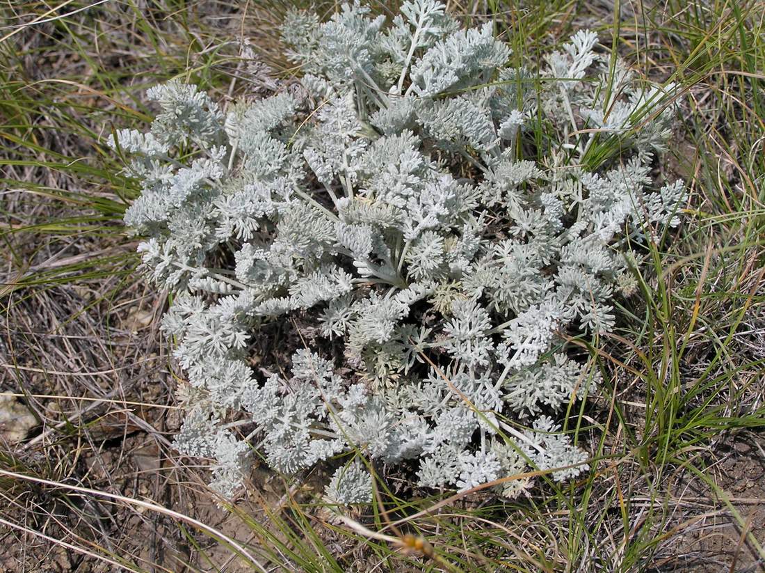 Изображение особи Artemisia schrenkiana.