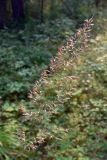 Calamagrostis arundinacea