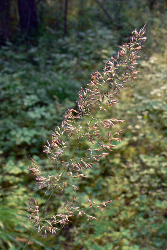 Image of Calamagrostis arundinacea specimen.