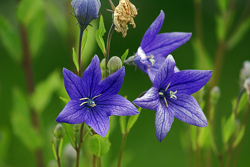 Изображение особи Platycodon grandiflorus.