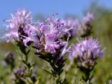 Thymbra capitata