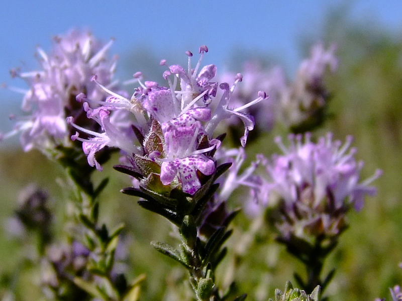 Image of Thymbra capitata specimen.