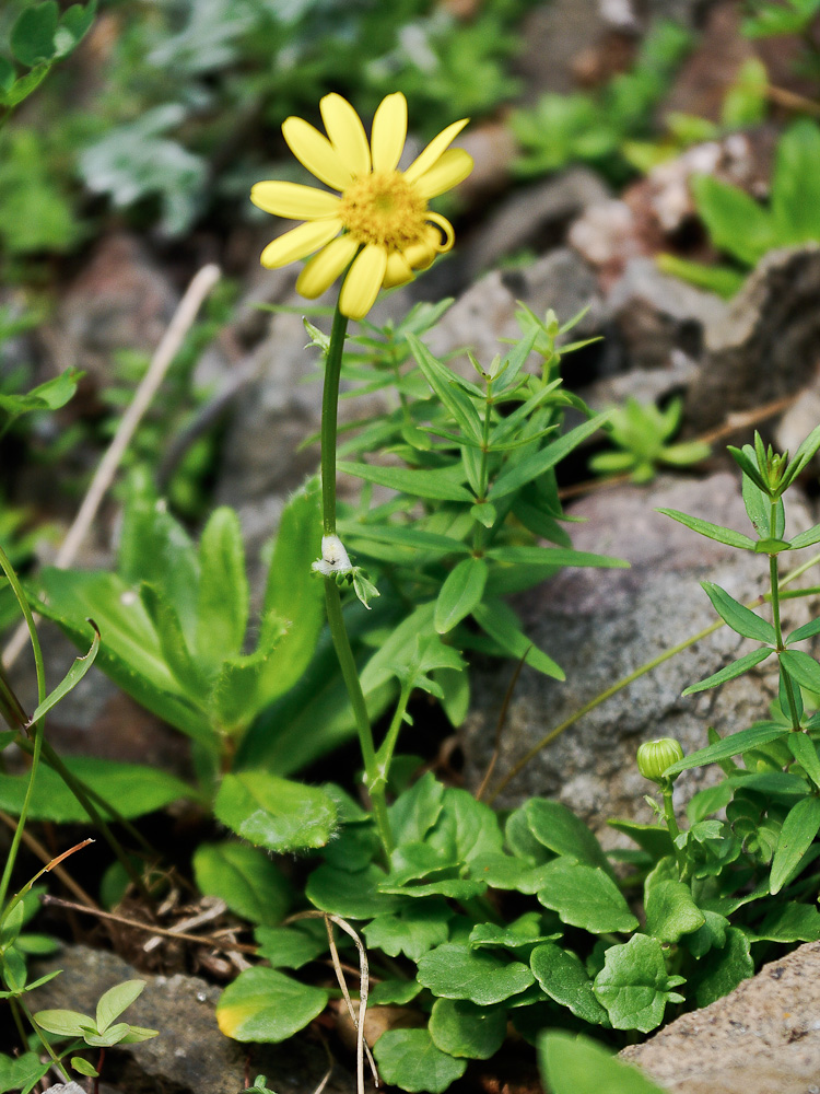 Изображение особи Tephroseris heterophylla.