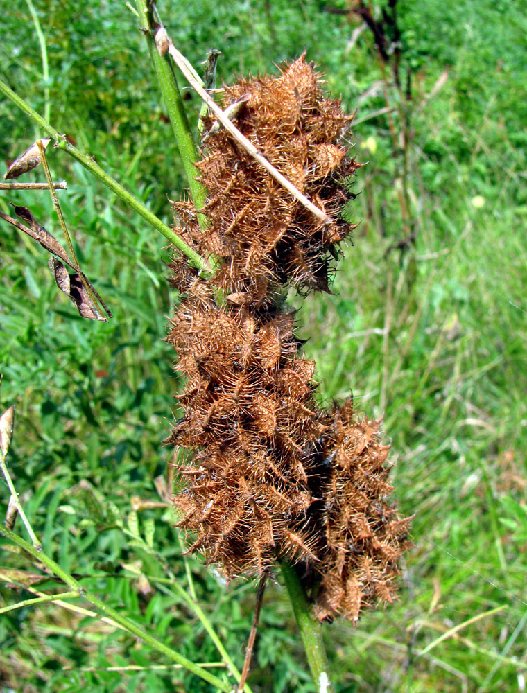 Изображение особи Glycyrrhiza foetidissima.