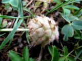 Trifolium fragiferum. Соплодие. Астраханская обл., Камызякский р-н, берег р. Гандурино у переправы возле с. Образцово-Травино. 17.08.2011.