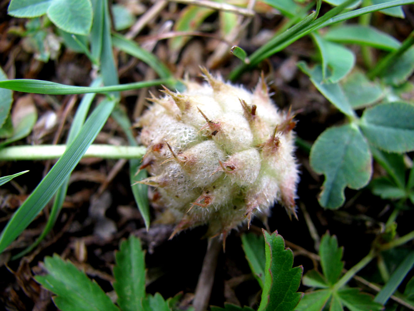 Изображение особи Trifolium fragiferum.