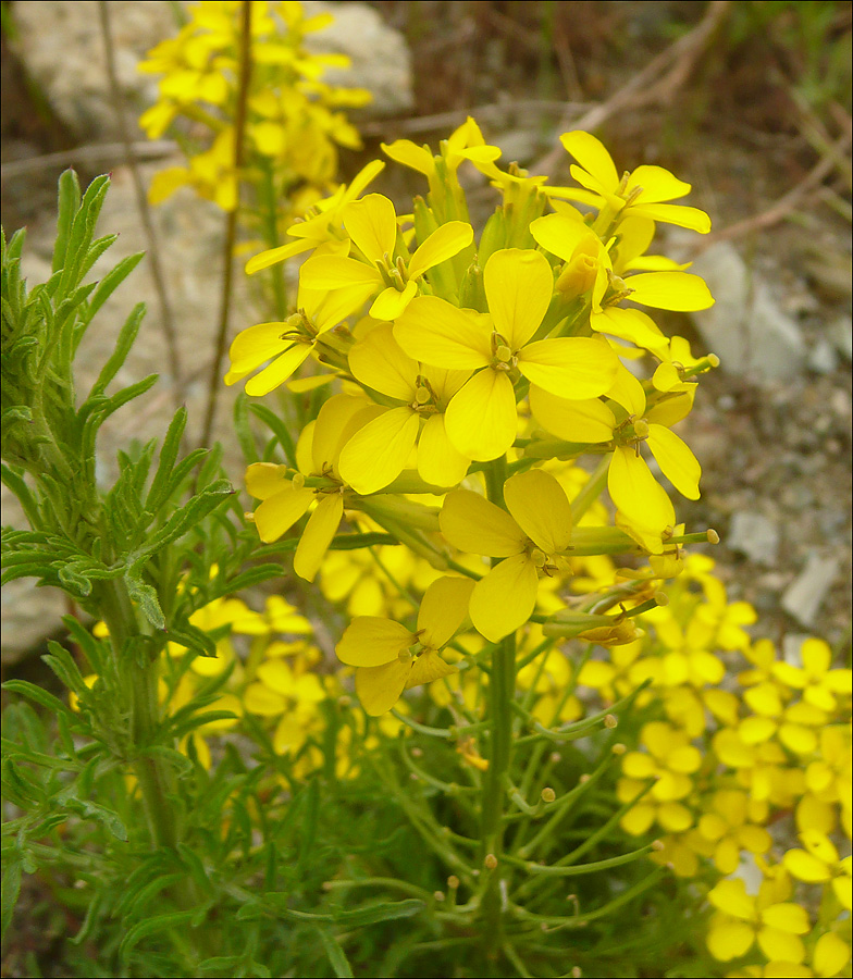 Изображение особи Erysimum callicarpum.