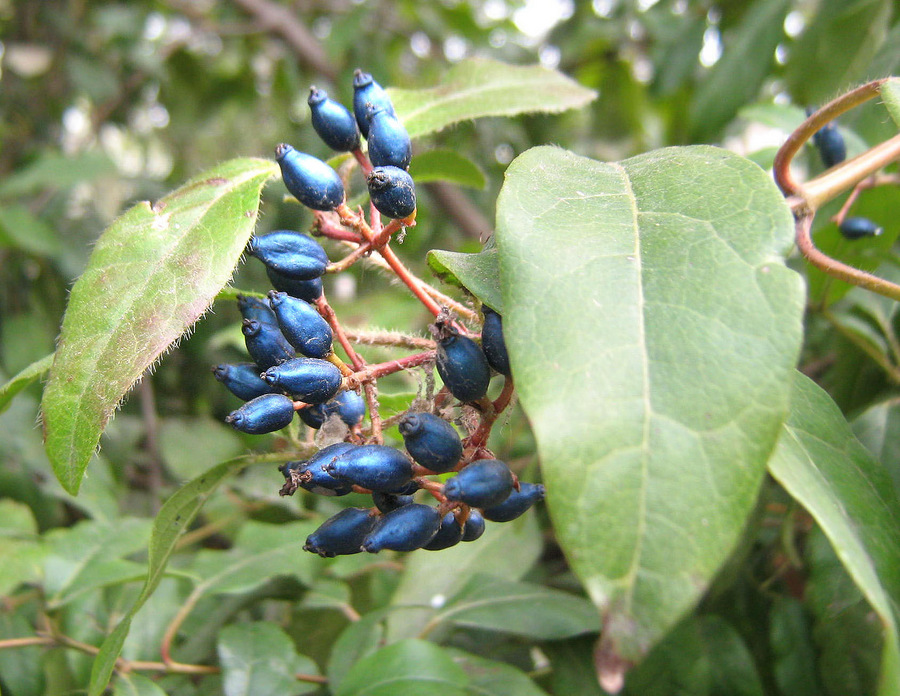 Изображение особи Viburnum tinus.