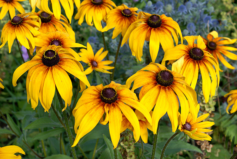 Изображение особи Rudbeckia hirta.