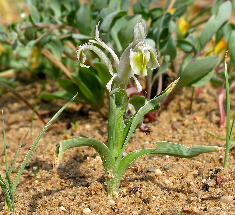 Image of Juno subdecolorata specimen.