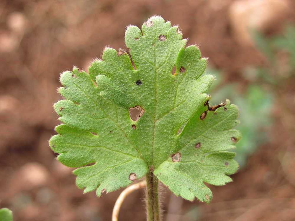 Image of Ranunculus oxyspermus specimen.