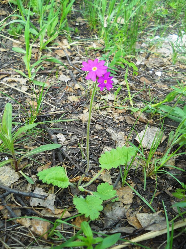 Image of Primula cortusoides specimen.