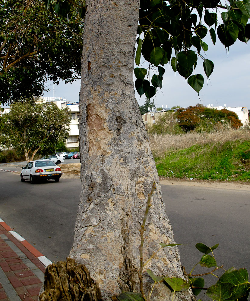 Image of Ficus religiosa specimen.