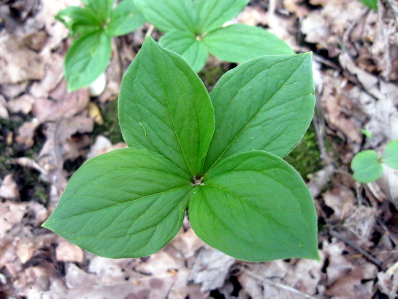 Image of Paris quadrifolia specimen.