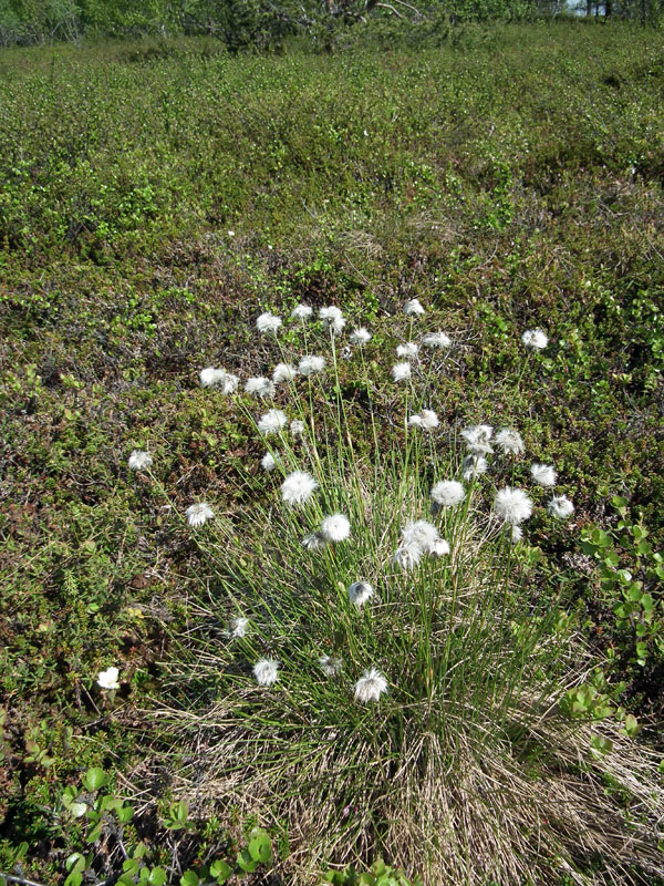 Изображение особи Eriophorum vaginatum.