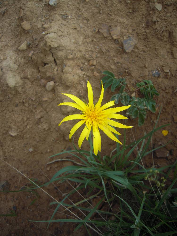 Image of Scorzonera filifolia specimen.