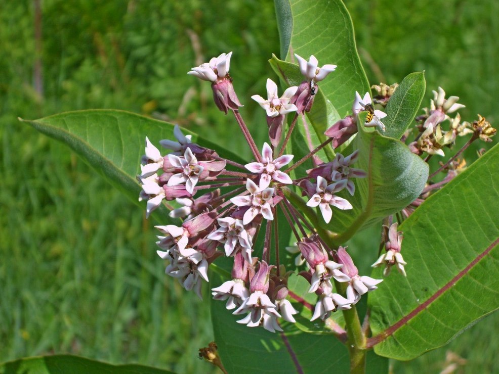 Image of Asclepias syriaca specimen.