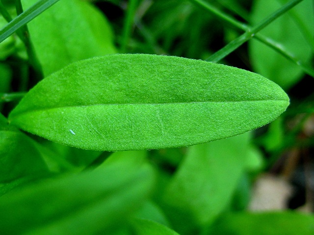 Image of Myosotis cespitosa specimen.