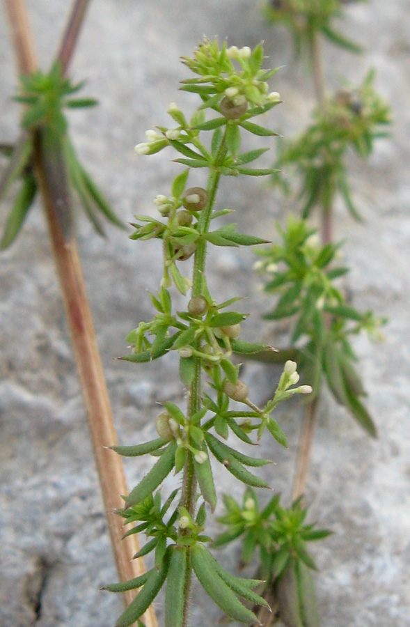 Изображение особи Galium humifusum.