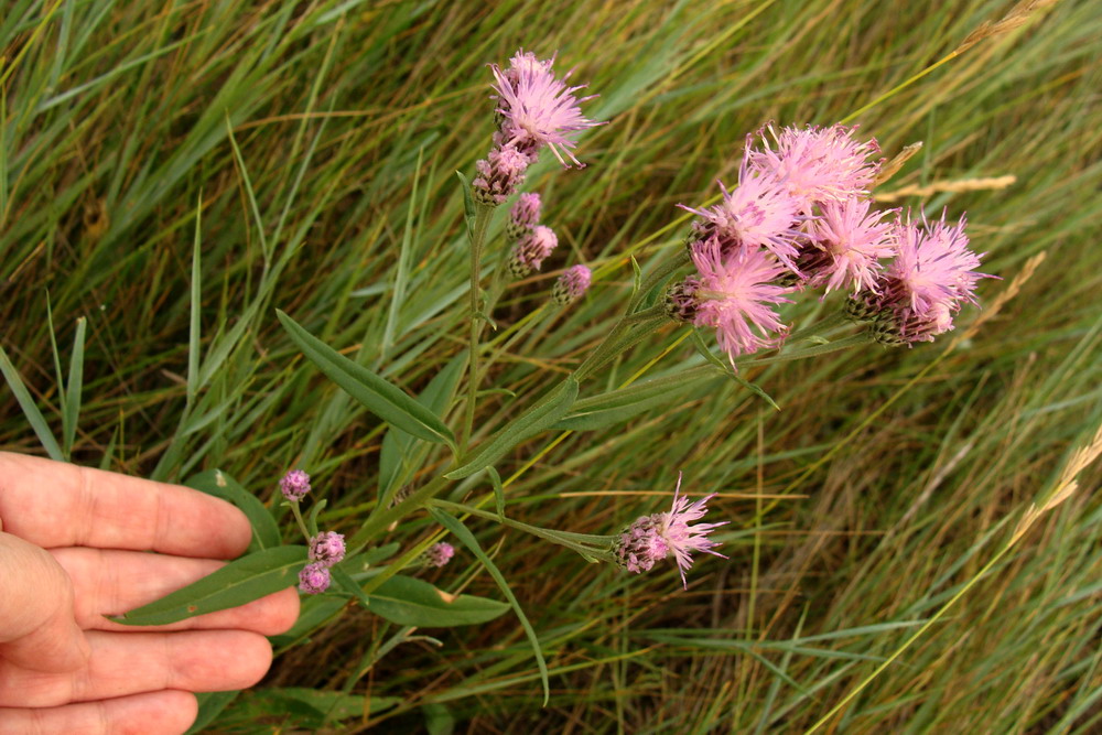 Изображение особи Saussurea amara.