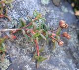 Loiseleuria procumbens. Удлинённый побег с плодами. Мурманская обл., сентябрь.