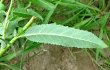 Salix &times; alopecuroides